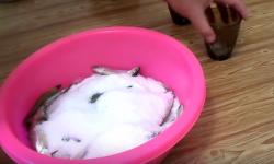 Корюшка вяленая - вкусные рецепты приготовление и польза Как сделать вяленую корюшку в домашних условиях